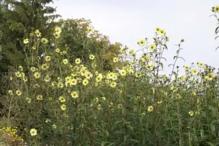 Helianthus gigan. 'Sheila's Sunshine'
