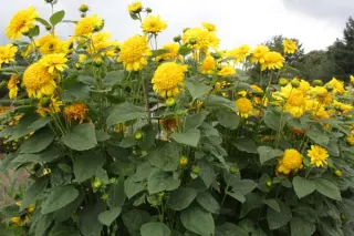 Helianthus 'Happy Days'