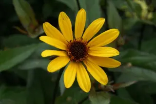 Heliopsis helianthoides var. scabra 'Summer Nights'