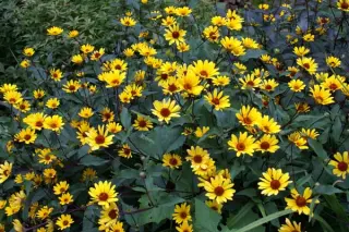 Heliopsis helianthoides var. scabra 'Summer Nights'