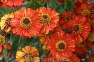 Helenium 'Indianersommer'