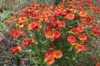 Helenium 'Indianersommer'