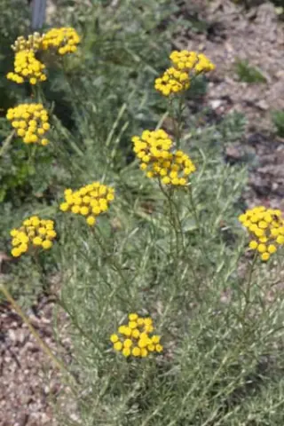 Helichrysum italicum 'Forme Naine'
