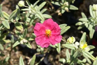 Helianthemum 'Karen's Silver'