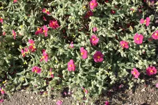 Helianthemum 'Karen's Silver'