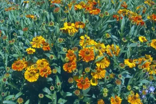 Helenium 'Kupfersprudel'
