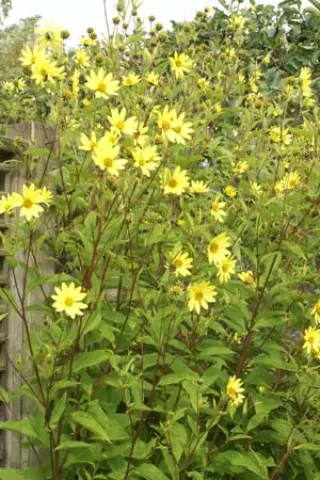Helianthus 'Lemon Queen'