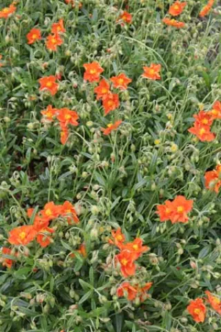 Helianthemum leptophyllum 'John Layon'