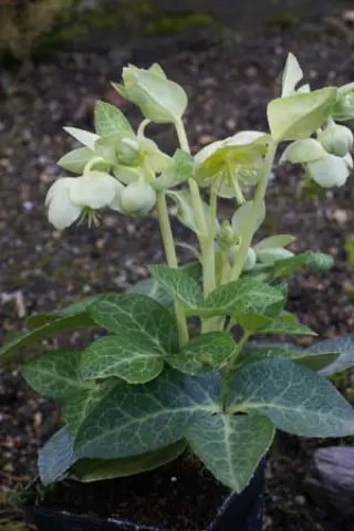 Helleborus lividus 'Green Marble'