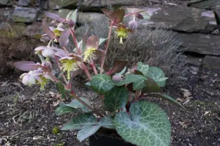 Helleborus lividus