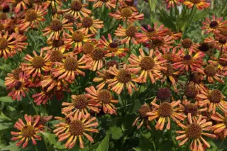 Helenium 'Loysder Wieck'