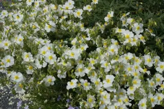 Helianthemum 'Lucy Elizabeth'