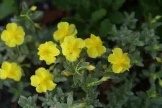 Helianthemum lunulatum