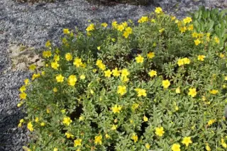 Helianthemum lunulatum