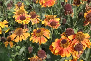 Helenium 'Mardi Gras'