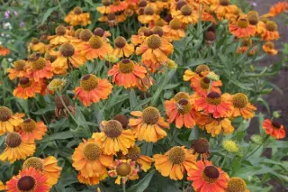 Helenium 'Mardi Gras'