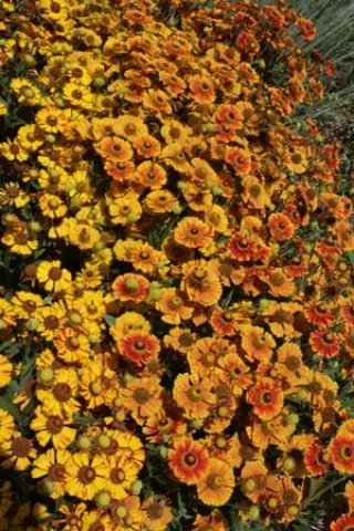 Helenium 'Marion Nickig'