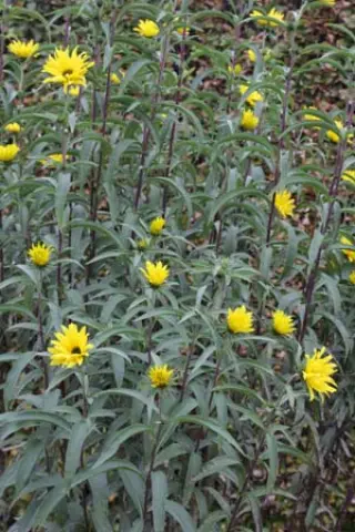 Helianthus maximilianii 'Santa Fe'