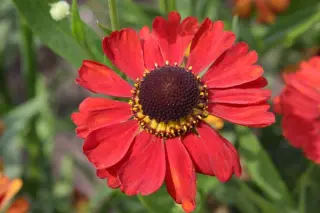 Helenium 'Meranti'