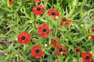 Helenium 'Meranti'