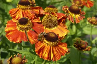 Helenium 'Mien Ruys'