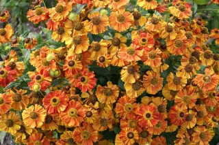 Helenium 'Mien Ruys'