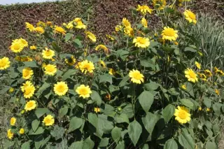 Helianthus 'Morning Sun'