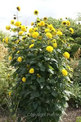 Helianthus multiflorus 'Loddon Gold'
