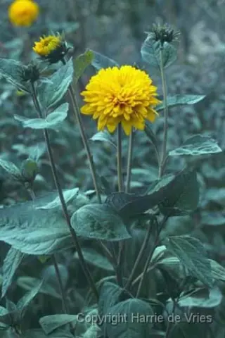 Helianthus multiflorus 'Loddon Gold'
