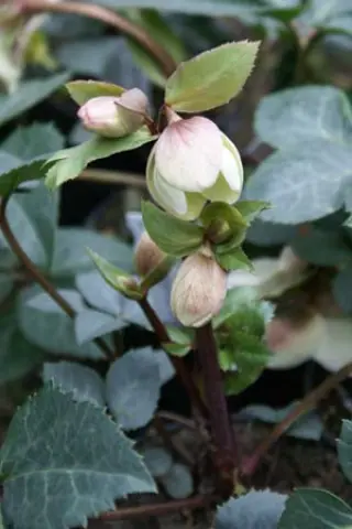 Helleborus x nigercors 'Pink Beauty'