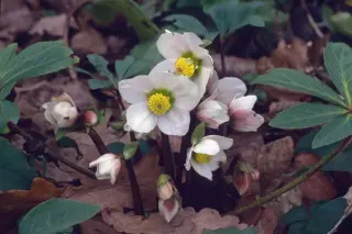 Helleborus niger 'Sel. Handbestoven'
