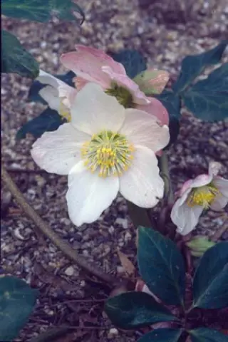 Helleborus niger 'Sel. Handbestoven'