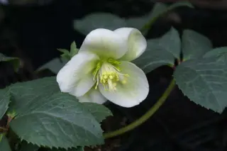 Helleborus x nigercors 'White Beauty'