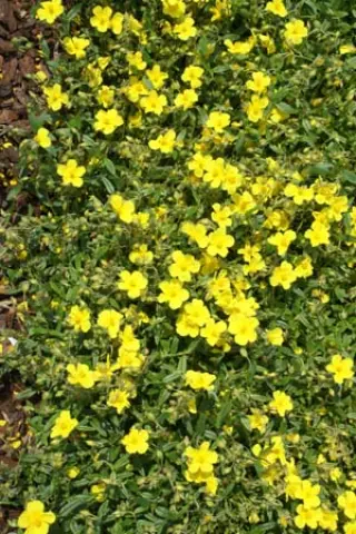 Helianthemum nummularium glabrum