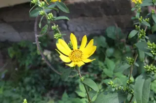 Helianthus occidentalis