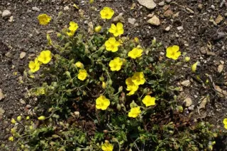 Helianthemum oelandicum incanum