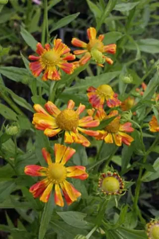 Helenium 'Oldenburg'