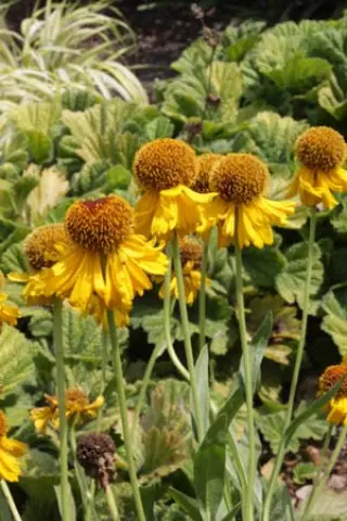 Helenium 'Pipsqueak'