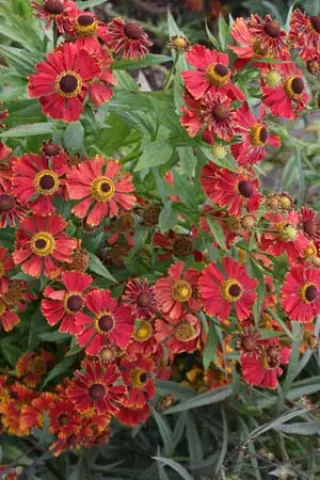 Helenium 'Potters Wheel'