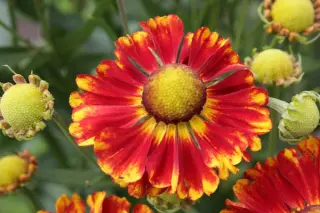 Helenium 'Ragamuffin'
