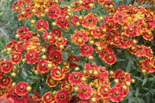 Helenium 'Ragamuffin'