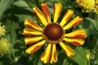 Helenium 'Rauchtopas'