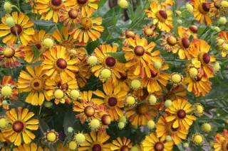 Helenium 'Rauchtopas'