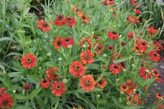 Helenium 'Red Army'
