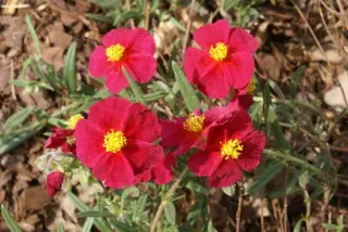 Helianthemum 'Red Orient'
