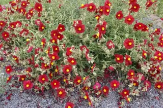 Helianthemum 'Red Orient'