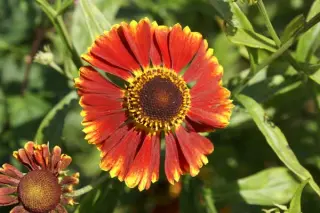 Helenium 'Ring Of Fire'