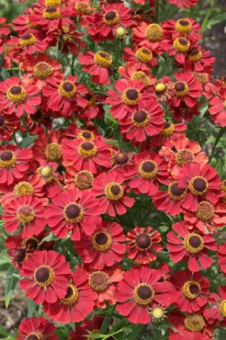 Helenium 'Rubinzwerg'