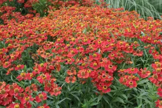 Helenium 'Rubinzwerg'
