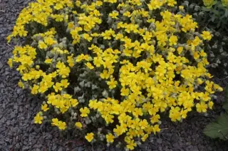 Helianthemum scardicum